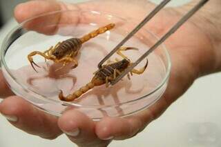 Escorpiões em laborátório para pesquisa (Foto: Divulgação/Secretaria de Saúde)