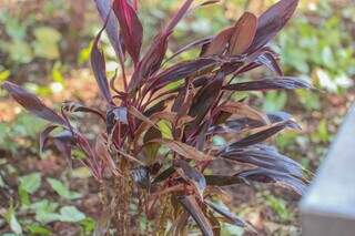 Da família de dracenas, planta com coloração roxa foi plantada em local onde não recebe luz; diversas folhas estão secas (Foto: Marcos Maluf)