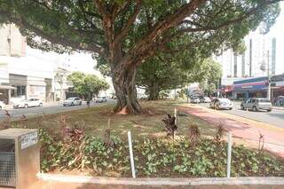 No fundo da imagem, as árvores de porte menor crescem inclinadas; especialista explica que esse isso acontece porque a planta busca a luz do sol (Foto: Marcos Maluf)