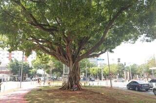 Árvore proprociona sombra para pessoas que transitam pelo centro (Foto: Marcos Maluf)