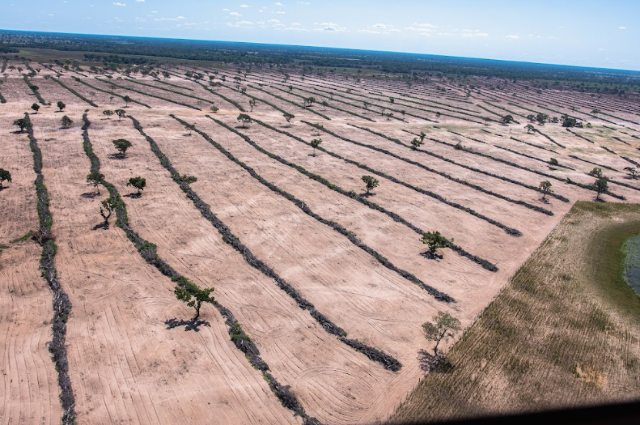 De 463 mil hectares liberados pelo Imasul, 43% do desmatamento fica no Pantanal 