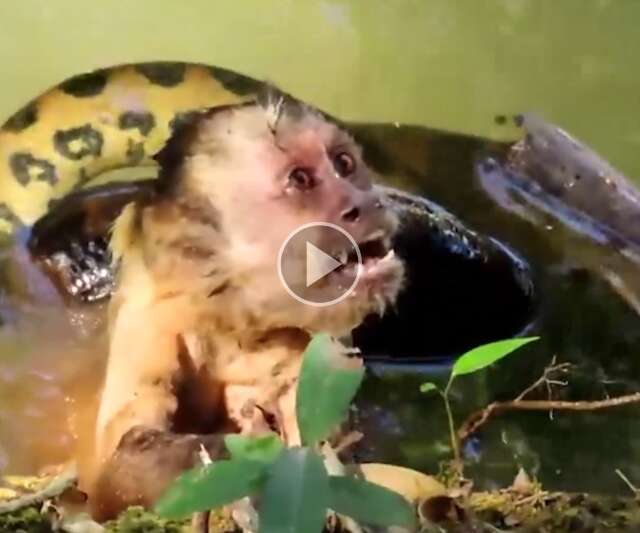 Macaco-prego é capturado por sucuri e salvo por turistas no MS