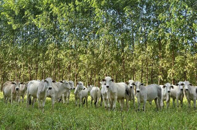 Eucalipto j&aacute; ocupa 1,3 milh&atilde;o de hectares e deve tomar &aacute;reas da pecu&aacute;ria