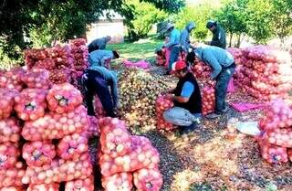 Produtores de cebola, que pressionam governo paraguaio a frear contrabando do produto (Foto: ABC Color)