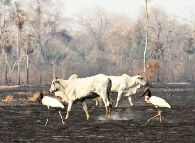 Nova pesquisa mostra estrago maior: fogo destruiu 30% do Pantanal em 2020