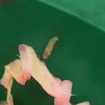 Estudante encontra larva no meio da comida servida em escola