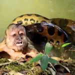 Vídeo mostra macaco salvo por turistas após "abraço" de sucuri