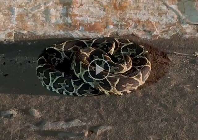 Serpente venenosa &eacute; resgatada na pista de caminhada do aeroporto