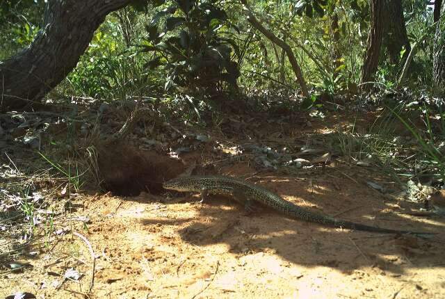 Armadilha fotogr&aacute;fica faz captura in&eacute;dita de esp&eacute;cie de r&eacute;ptil em MS