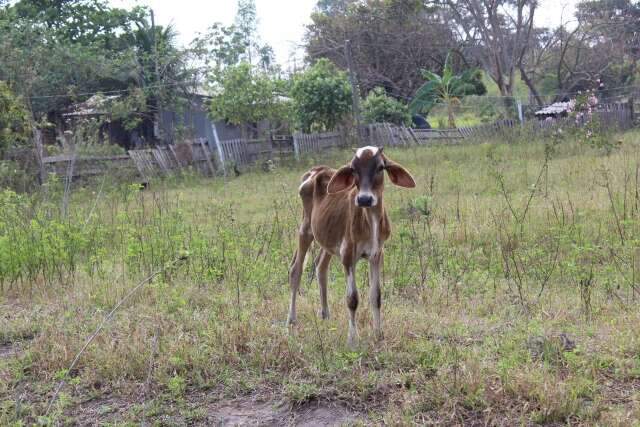 Sem &aacute;gua, nem comida, animais s&atilde;o resgatados de rancho abandonado