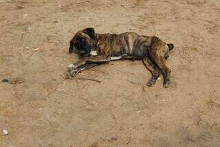 Cão não consegue ficar em pé. (Foto: Ricardo Ojeda/Perfil News)