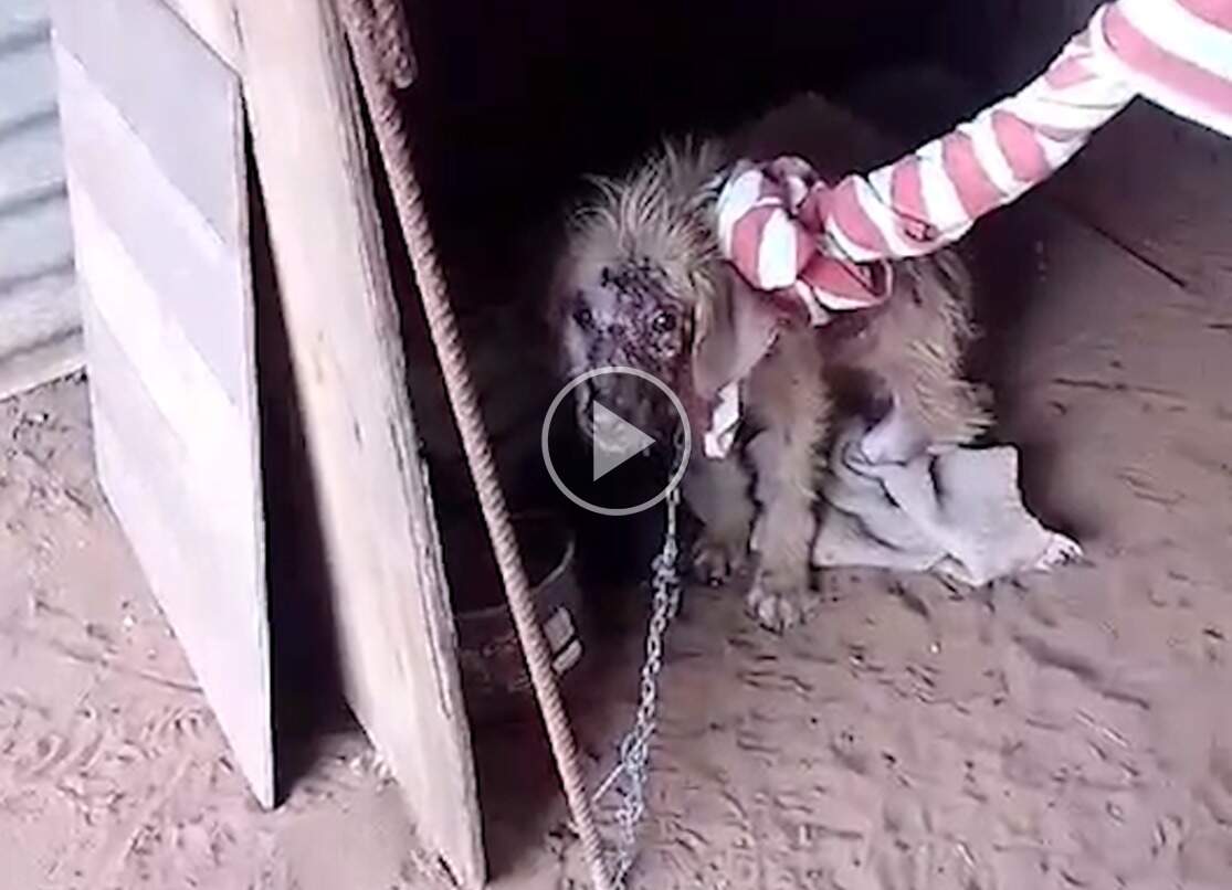 Com ferida e gritando de dor, cachorro acorrentado é resgatado por ONG