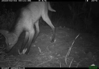 Lobo-guará encontrou refúgio em reduto importante do Cerrado; expécie pode ser considerada extinta nos próximos cem anos (Foto: ICAS)