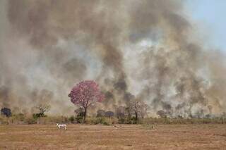 Incêndio em meio a pasto em propriedade rural no Pantanal sul-mato-grossense (Foto: Divulgação/WWF Brasil)
