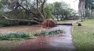 Árvore caída na região central de Três Lagoas (Foto: Perfil News)