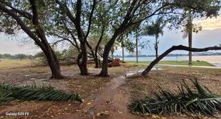 Árvores com galhos caídos perto de lagoa no município de Três Lagoas (Foto: Perfil News)