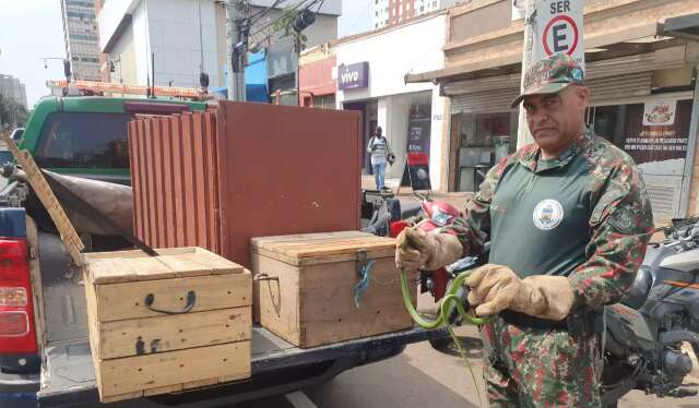 Cobra passeia &ldquo;tranquilona&rdquo; e camuflada em arbusto no centro da Capital