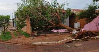 Árvore derrubada por temporal sobre casa no Residencial Dioclécio Artuzi (Foto: Adilson Domingos)