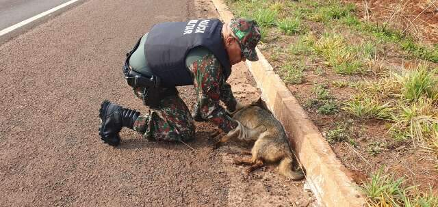 Lobinho &eacute; encontrado atropelado e morre horas depois do socorro