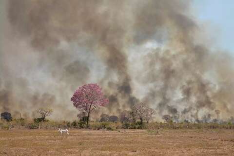 No Pantanal, vegetação nativa cai e pasto aumenta 