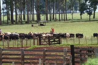 Manejo de gado em fazenda de Mato Grosso do Sul (Foto: Saul Schramm)