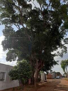 Árvore é nativa do sul e do sudeste da Ásia e alcança mais de 30 m de altura e 40 m de diâmetro (Foto: Ana Beatriz Rodrigues)