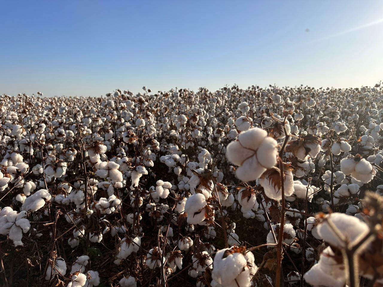 Com desvalorização de 50% nos preços, algodão encerra colheita em MS