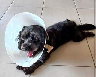 Cachorro após operação de castração feita na Capital (Foto: Divulgação/Subea)