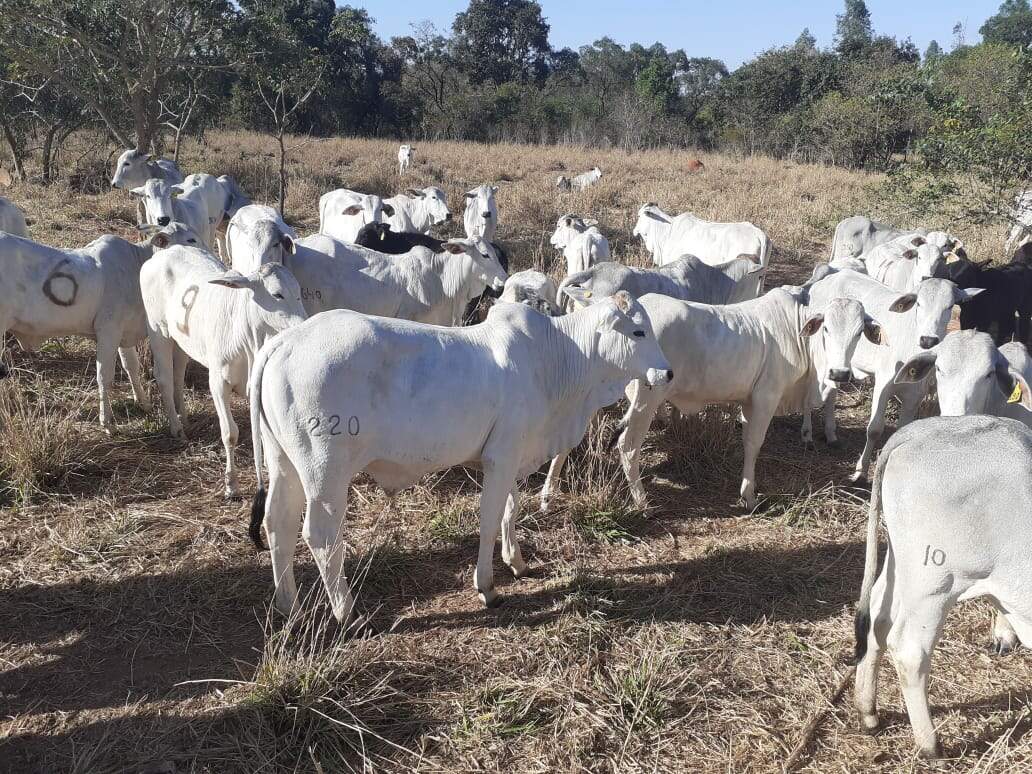Governo leiloa 64 bovinos 