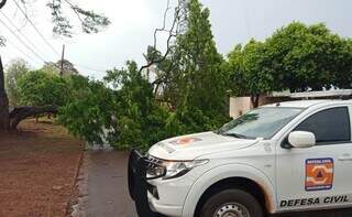 Defesa Civil no local onde árvore caiu durante vendaval desta segunda no Jardim dos Estados (Foto: Divulgação)