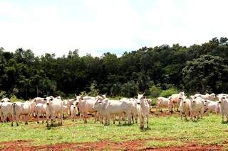 Rebanho bovino criado a pasto em propriedade rural de MS; Estado passou de 5º para 3º lugar em exportações. (Foto: Arquivo/Semadesc-MS)