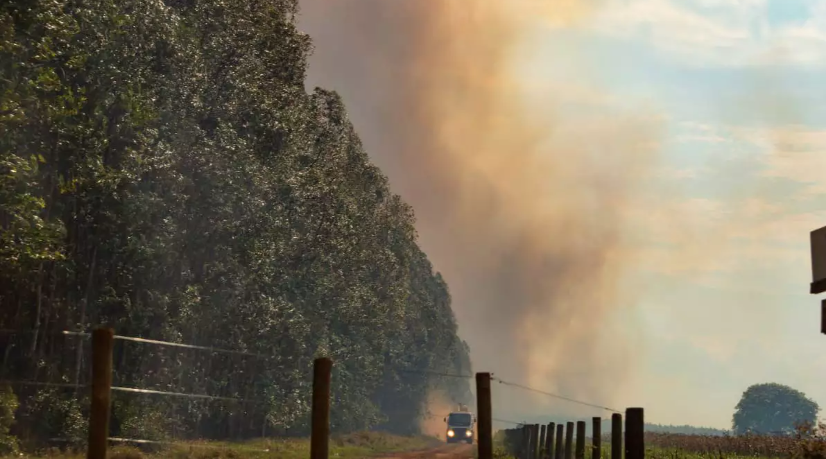 Incêndio atinge plantação de eucaliptos perto de usina na saída para Três Lagoas