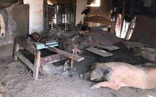 Cama e porco: Moradia insalubre de trabalhador rural em Corumbá. (Foto: Divulgação/MPT)