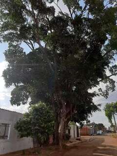 Retirar &aacute;rvore condenada custa R$ 4 mil e moradores temem queda h&aacute; 14 anos 