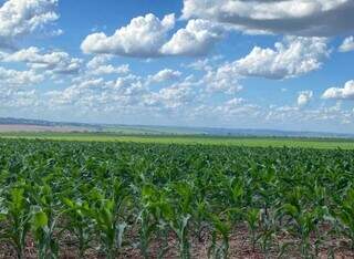 Plantação de milho em propriedade agrícola sul-mato-grossense; área plantada cresceu e deve bater novo recorde. (Foto: Arquivo/Aprosoja)