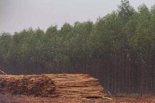 Plantação de eucalipto em propriedade rural de Ribas do Rio Pardo; município de MS está entre maiores produtores de floresta plantada do País (Foto: Marcos Maluf)