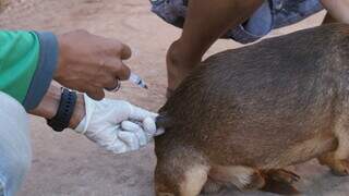 Cão sendo vacinado por servidor da Prefeitura Municipal de Campo Grande. (Foto: Divulgação/PMCG)
