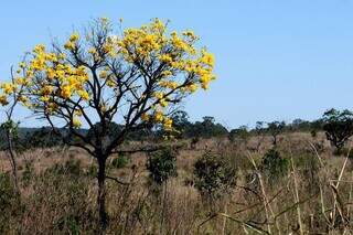 Imagem de flora nativa do Cerrado, com ipê amarelo fazendo o contraste com a savana mais rica do mundo (Foto: Gabriel Jabur/Agência Brasília)