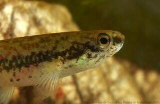 Peixe da espécie Melanorivulus rossoi (Foto: Divulgação)