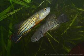 Dois peixes fotografados por pesquisador da UFMS (Foto: Divulgação)