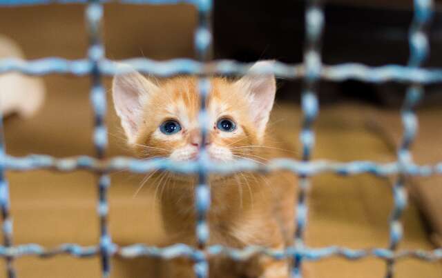 Prefeitura promove campanha de ado&ccedil;&atilde;o de c&atilde;es e gatos nesse domingo