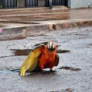 Após chuva dar "trégua", arara-canindé machucada é encontrada no meio da rua