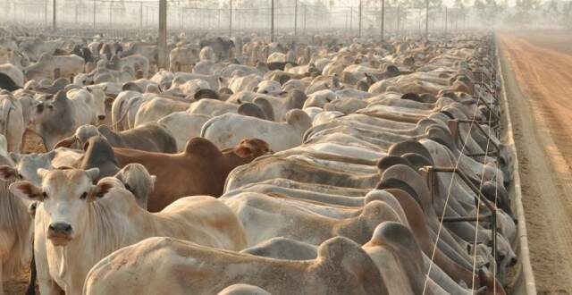 MS fecha 2º trimestre de 2023 com queda de 5% no abate de bovinos, mostra IBGE 