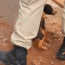 Filhote de cachorro é resgatado de bueiro em Nova Andradina