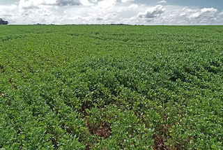 Plantação de soja, no interior de Mato Grosso do Sul. (Foto: Saul Schramm)