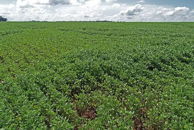 Com fim do vazio sanit&aacute;rio, cultivo da soja ser&aacute; retomado nesta semana