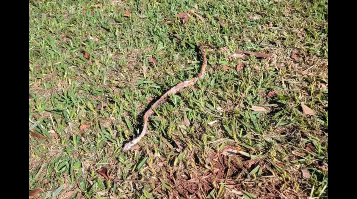 Moradora encontra cobra dentro de piscina vazia após cães latirem