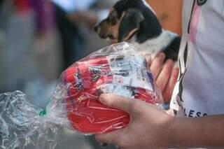 C&atilde;es e gatos buscam novos amigos em feira de ado&ccedil;&atilde;o na Pra&ccedil;a Bol&iacute;via