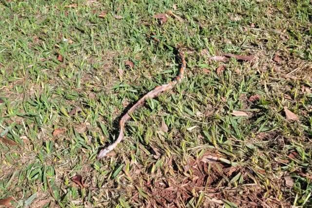Morador faz alerta ap&oacute;s encontrar cobra morta em gramado da Lagoa Itatiaia  