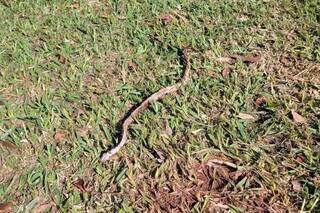 Cobra-coral encontrada morta nos arredores da Lagoa Itatiaia (Foto: Direto das Ruas)